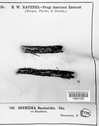 Dothidea baccharidis image